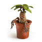 Mandrake Magical Creature Diorama