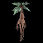 Mandrake Collector Plush